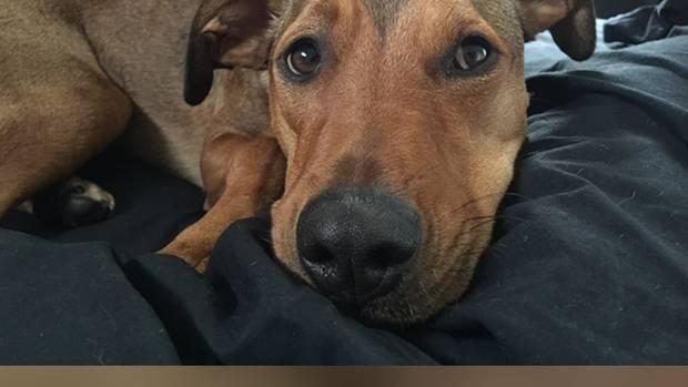 Doggy day care owner prosecuted by SPCA over dog’s death