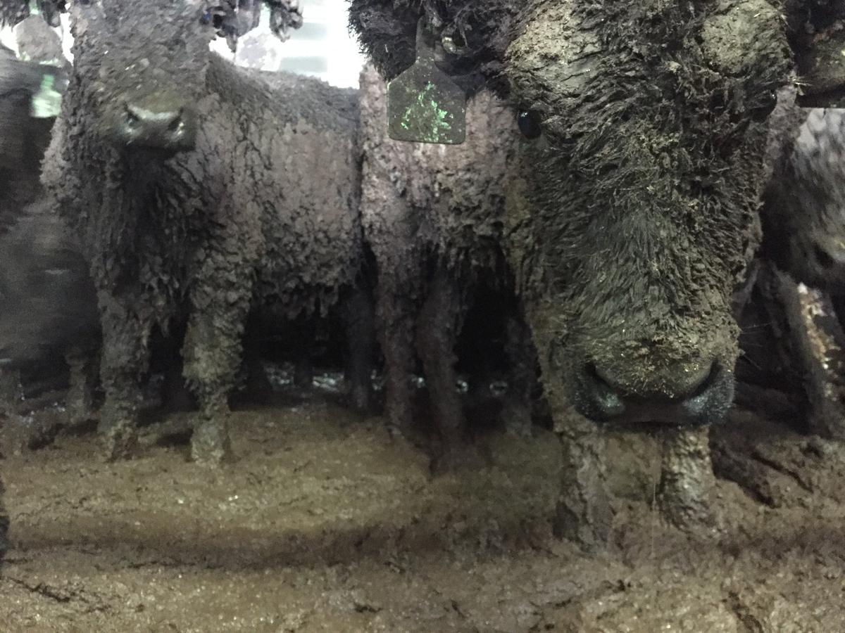 National disgrace: Reintroduction of live exports would be deeply shameful for NZ  