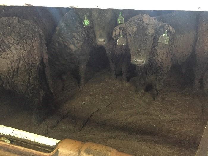 This image shows NZ cattle onboard a live export vessel crammed together in knee-deep faeces and filth for weeks at sea.