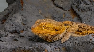 How to care for your dragon	