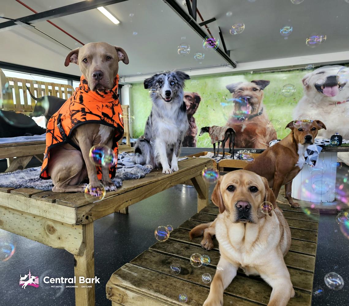 ‘Central Bark’ doggy daycare joins our SPCA Certified® programme 