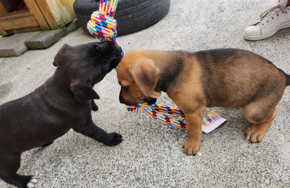 SPCA puppies playing with donated toys.