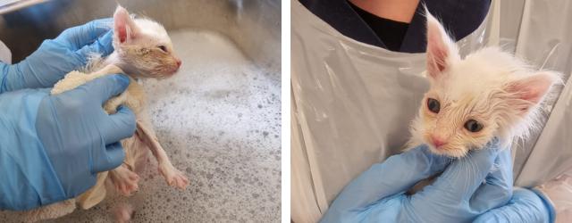 Goosey during and just after the first bath which started his journey back to health