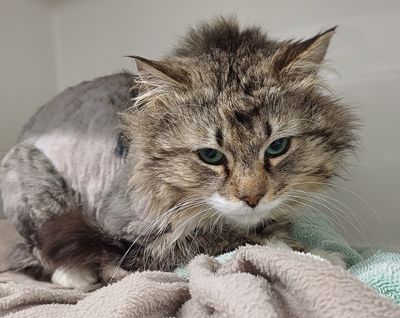 When matted fur takes its toll: Duncan’s story