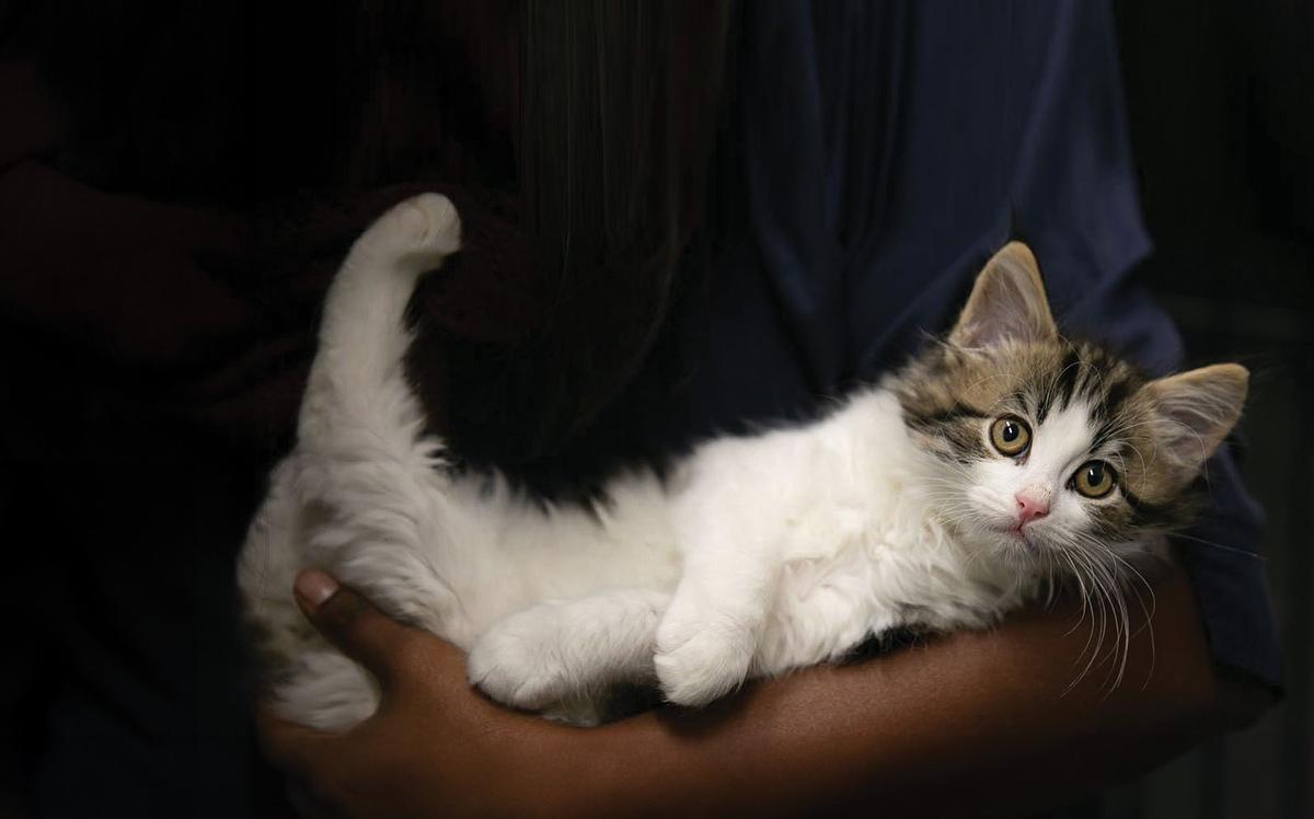 SPCA Adoption Open Day launches nationwide campaign