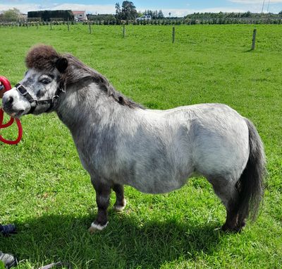 A rescued miniature horse with a big personality: Sampson's story