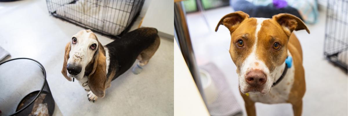Two dogs in SPCA office