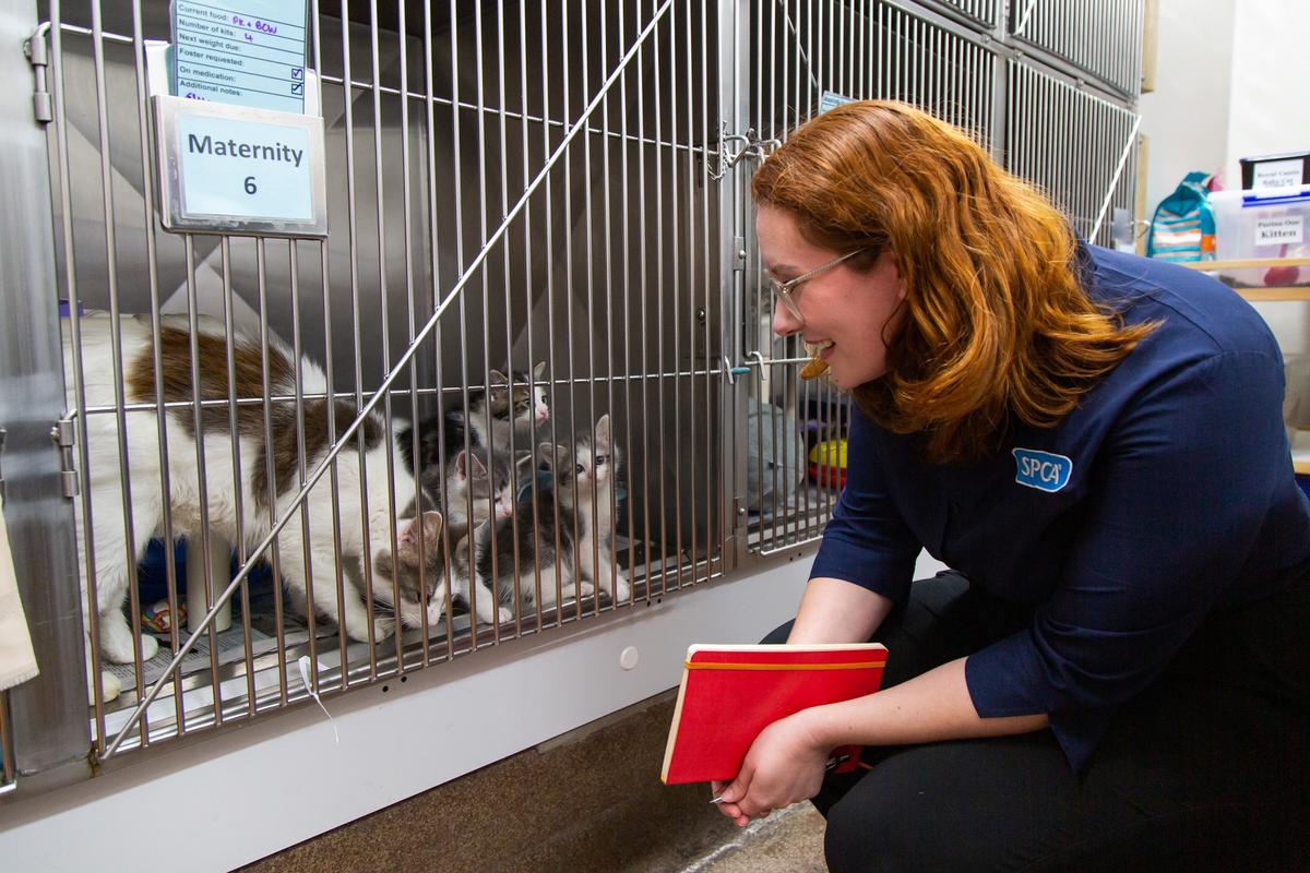 SPCA team member with cat mother and kittens