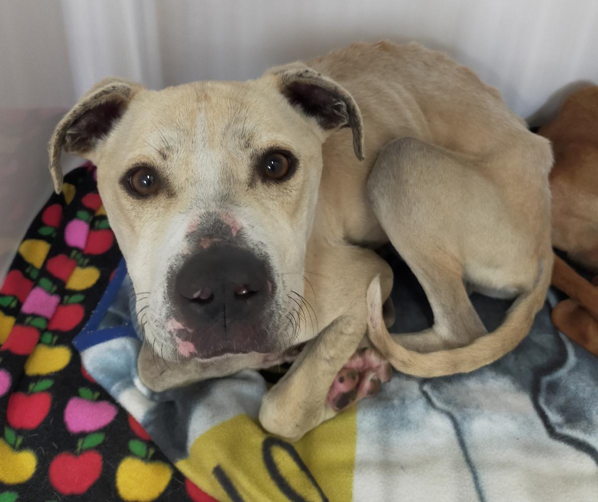 Rising from the ashes: Phoenix's story