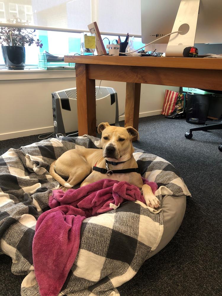 Putting in hours (of naps) at his mum's work is one of Fifi's favourite pastimes.