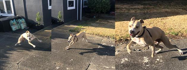 Fifi's zoomies are second-to-none.