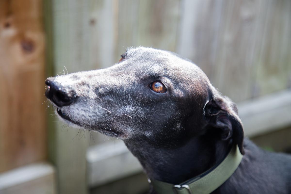 SPCA and other leading animal organisations commit to supporting rehoming racing greyhounds