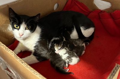 A shocking X-ray and an urgent surgery: Sherbet’s story