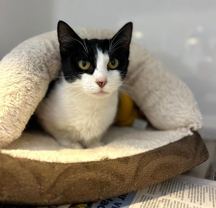 Sherbet came out of her shell, and recovered quickly after surgery.