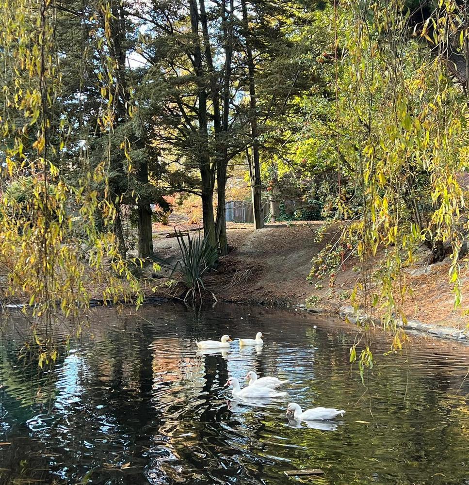 Huey, Dewey, Louie, Daisy, and Donald going for a swim.