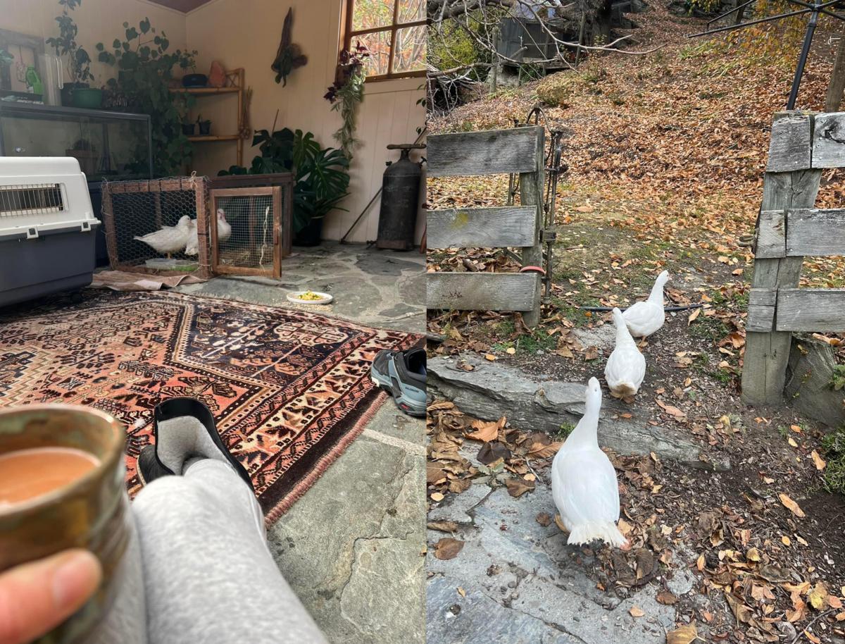 The ducks' setup for the first few days in their new home, and their adventure into the outside world.