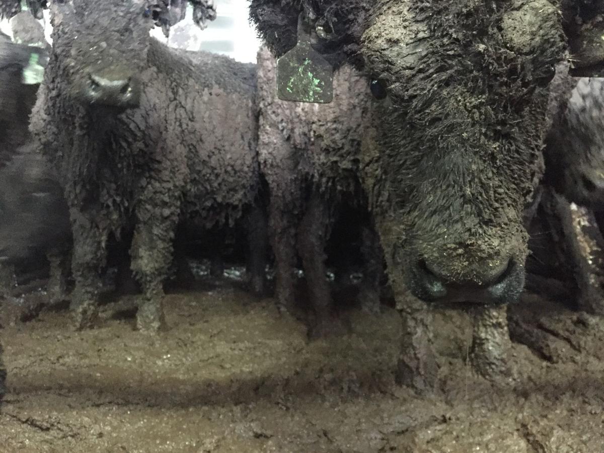 Voices for the Voiceless: 47,500+ New Zealanders reject plans to restart live exports by sea