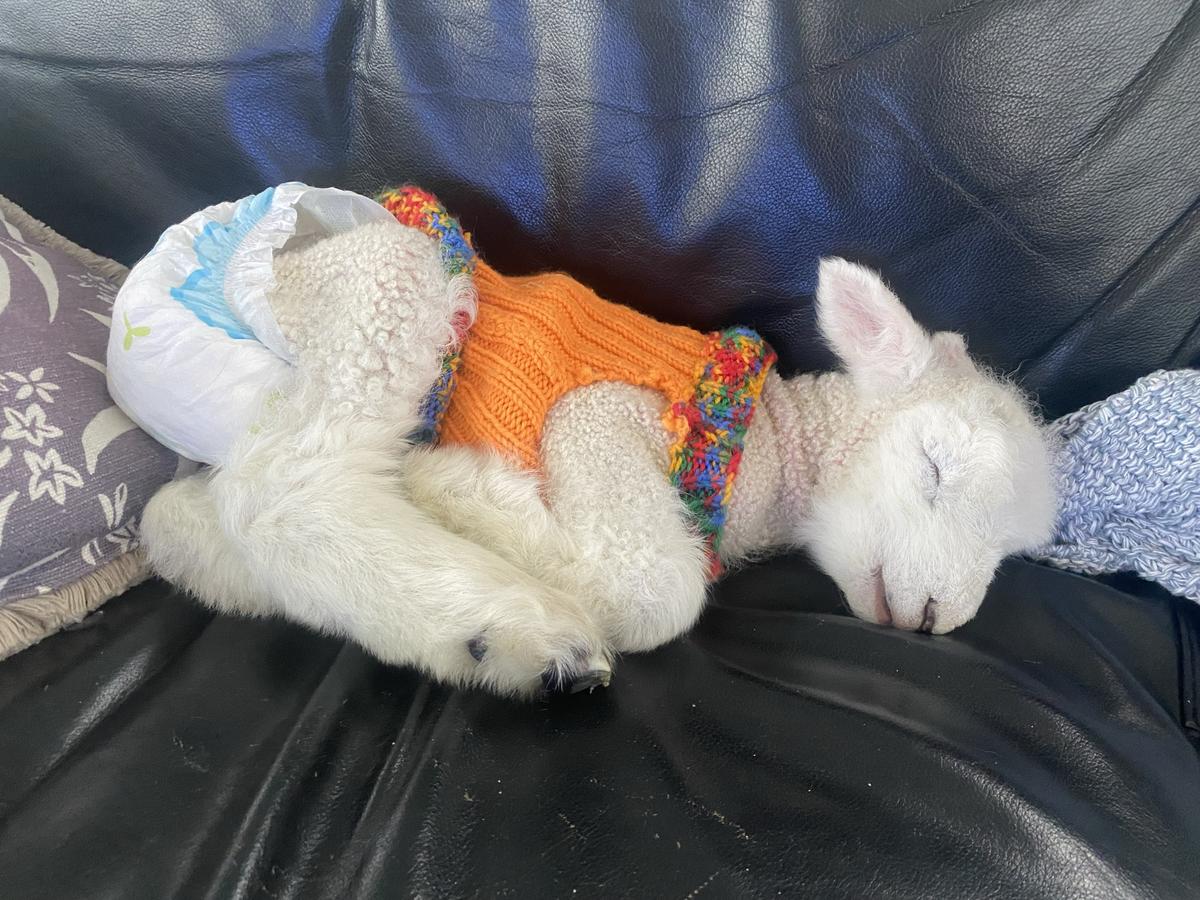 Meadow as a newborn, lounging in style.