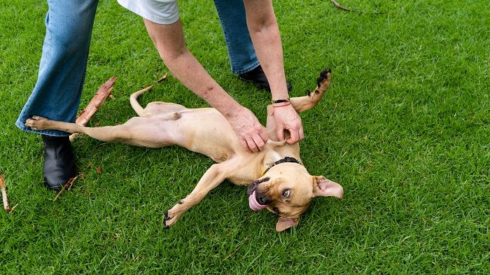 Toru from SPCA was a long stay animal