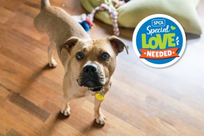 SPCA waives adoption fees to find warm hearts and homes