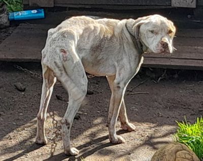SPCA prosecutes pair over starving chained dog